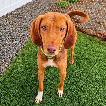 FLETCHER -  Mixed Breed Dog for Adoption in Cranston, Rhode Island - FLETCHER | PetCurious