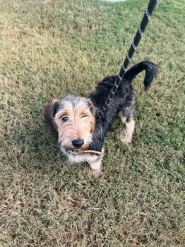 Tramp -  Cairn Terrier Dog Available for Adoption in Minneapolis, Minnesota - Tramp | PetCurious