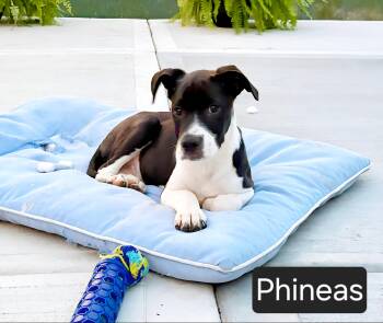 Pit Bull Terrier and Labrador Retriever Dogs Available for Adoption in Kansas City, Missouri - Phineas | PetCurious