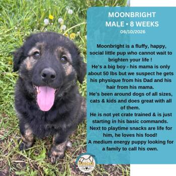 Moonbright -  Mixed Breed Dog for Adoption in Clive, Alberta - Moonbright | PetCurious