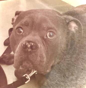 Mr. Smalls -  Mixed Breed Dog for Adoption in Cincinnati, Ohio - Mr. Smalls | PetCurious