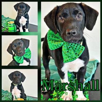 Labrador Retriever and Hound Dogs Available for Adoption - Marshall | PetCurious