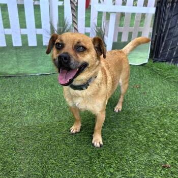 Chihuahua Dogs Available for Adoption - ARCHIE | PetCurious