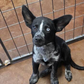 Winston -  Australian Cattle Dog Blue Heeler and Shepherd Dog for Adoption in Otisfield, Maine - Winston | PetCurious