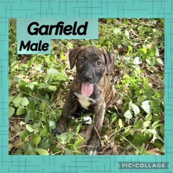 Garfield -  Hound Dog for Adoption in Manchester, Connecticut - Garfield | PetCurious