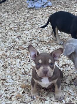 Rolo  -  American Bully Dog for Sale in Lexington, South Carolina - Rolo  | PetCurious