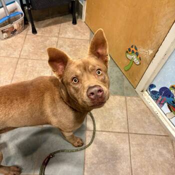 Mixed Breed Dogs Available for Adoption in Chattanooga, Tennessee - Holden | PetCurious
