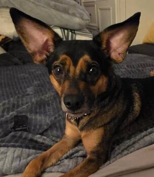 Chihuahua and Pointer Dogs Available for Adoption in Oklahoma City, Oklahoma - MILLIE | PetCurious