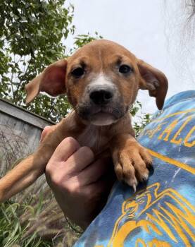 Bobby -  Boxer Dog for Adoption in Bull Valley, Illinois - Bobby | PetCurious