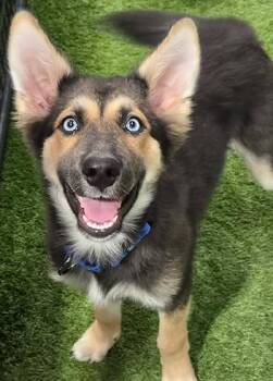 Ben Affleck -  Shepherd and Husky Dog for Adoption in Racine, Wisconsin - Ben Affleck | PetCurious