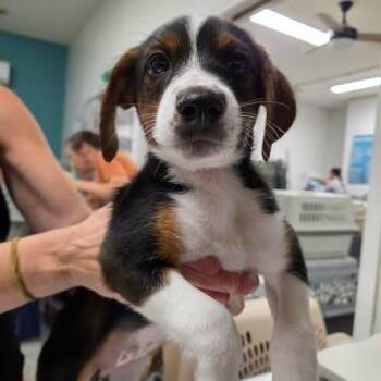 Gemma -  Hound and Mixed Breed Dog for Adoption in Fredericksburg, Virginia - Gemma | PetCurious