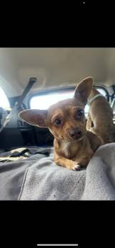 Chihuahua Dogs Available for Adoption - Steve | PetCurious