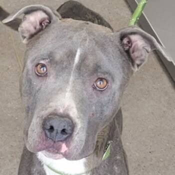 Rescue Mixed Breed Dogs for Adoption in Las Cruces, New Mexico - 99429 | PetCurious