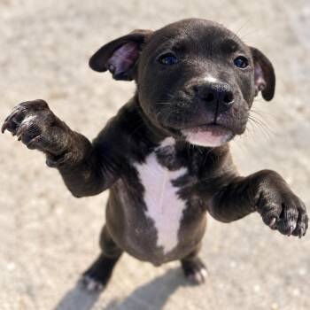 Enzo -  Mixed Breed Dog for Adoption in Uniontown, Pennsylvania - Enzo | PetCurious