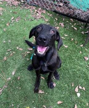 Rescue Black Labrador Retriever and Hound Dogs for Adoption in Pensacola, Florida - Doug | PetCurious