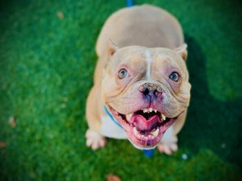 MISS LUNA -  American Bulldog Dog for Adoption in Orlando, Florida - MISS LUNA | PetCurious
