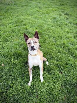 Roger -  Husky and Pit Bull Terrier Dog for Adoption in Greensburg, Indiana - Roger | PetCurious