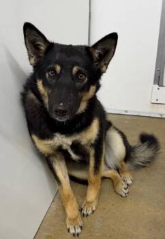 German Shepherd Dog and Mixed Breed Dogs Available for Adoption in Lagrange, Indiana - Trixie | PetCurious
