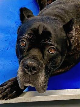 Kitty -  Cane Corso Dog Available for Adoption in Hartsville, South Carolina - Kitty | PetCurious