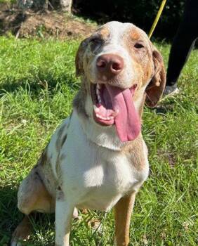 260650  Blueberry -  Catahoula Leopard Dog and Hound Dog for Adoption in Wetumpka, Alabama - 260650  Blueberry | PetCurious