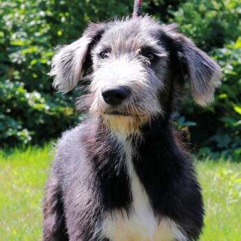 CT Brutus -  Great Dane and Irish Wolfhound Dog for Adoption in Eastford, Connecticut - CT Brutus | PetCurious