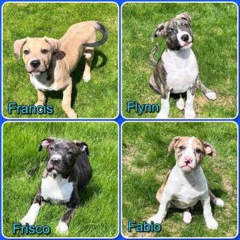 Boxer Dogs Available for Adoption in Traverse City, Michigan - F Litter - Puppies  | PetCurious