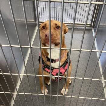 Golden Retriever and Terrier Dogs Available for Adoption in Montgomery, Alabama - Princess | PetCurious