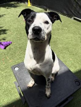 Fiona -  Cattle Dog and Terrier Dog for Adoption in Euless, Texas - Fiona | PetCurious