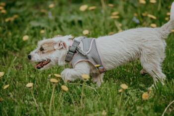Terrier Dogs Available for Adoption in Waunakee, Wisconsin - Empress Zita | PetCurious