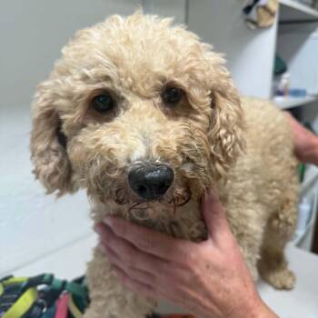 Summerlin (3)-Foster Home Needed -  Goldendoodle Dog for Adoption in Hartland, Wisconsin - Summerlin (3)-Foster Home Needed | PetCurious