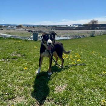 Border Collie Dogs Available for Adoption in Prineville, Oregon - Licker | PetCurious