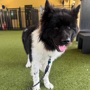 Maxy -  Akita Dog for Adoption in West Palm Beach, Florida - Maxy | PetCurious
