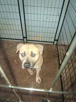 American Bulldog Dogs Available for Adoption - Julio | PetCurious