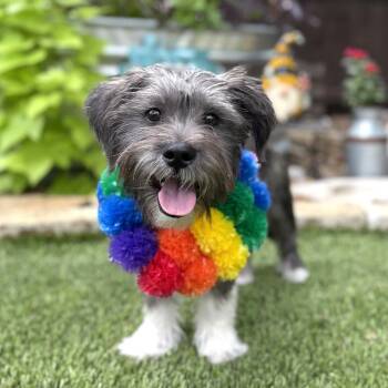 Dusty -  Miniature Schnauzer and Terrier Dog for Adoption in Fairfield, Connecticut - Dusty | PetCurious