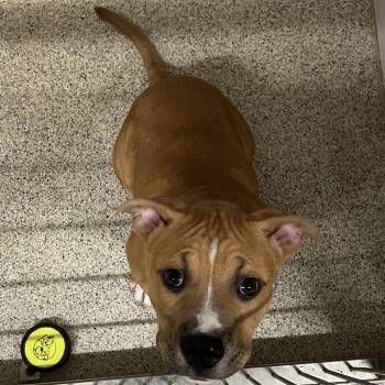 Mixed Breed Dogs Available for Adoption in Gloucester, Virginia - Wintergreen | PetCurious