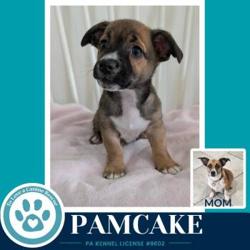 Pamcake (Betty
