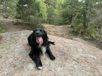Golden Retriever and Australian Shepherd Dogs Available for Adoption in Aurora, Colorado - Snoop ("Snoopy") | PetCurious