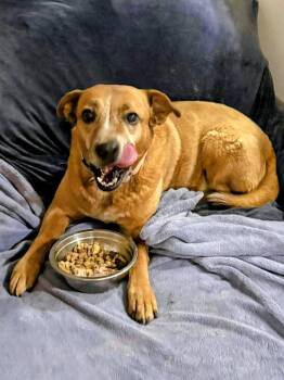 Peach -  Australian Cattle Dog Blue Heeler and Mixed Breed Dog for Adoption in Evergreen, Colorado - Peach | PetCurious