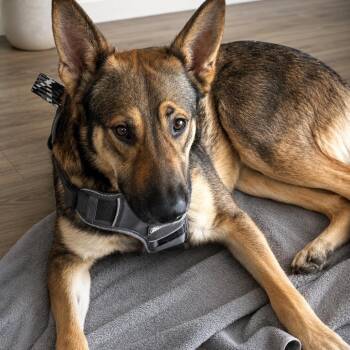 German Shepherd Dog Dogs Available for Adoption in Lucas, Texas - YOGI GS | PetCurious