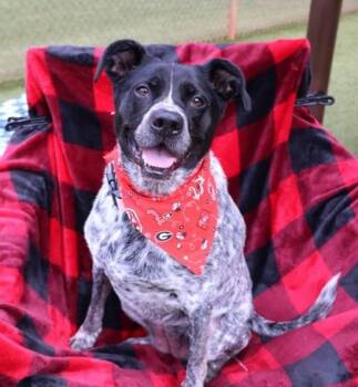 Rue -  Mixed Breed Dog for Adoption in Athens, Georgia - Rue | PetCurious