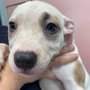 Mixed Breed Dogs Available for Adoption in Huntsville, Arkansas - (S/N ?) Primrose | PetCurious