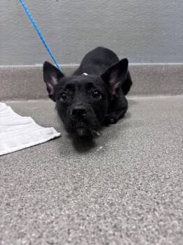 CHAPULINA -  Chihuahua and Mixed Breed Dog Available for Adoption in Las Vegas, Nevada - CHAPULINA | PetCurious