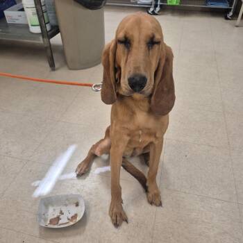 Gracie -  Mixed Breed and Bloodhound Dog for Adoption in Lake Panasoffkee, Florida - Gracie | PetCurious