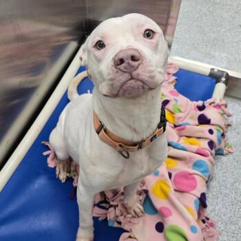 Ashley -  American Staffordshire Terrier Dog for Adoption in Grand Rapids, Michigan - Ashley | PetCurious