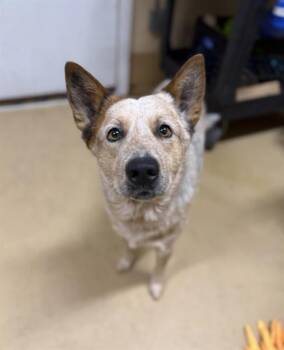 CONNIE -  Australian Cattle Dog Blue Heeler Dog for Adoption in Chula Vista, California - CONNIE | PetCurious