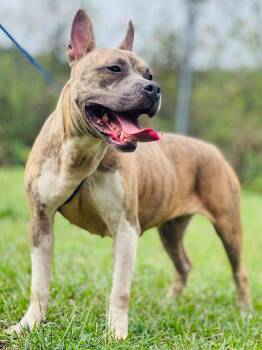 AC-5149 "Pearl" -  Pit Bull Terrier Dog for Adoption in Conyers, Georgia - AC-5149 "Pearl" | PetCurious