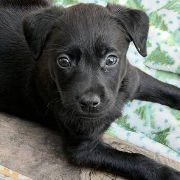 Black Labrador Retriever Dogs Available for Adoption - Gibbs  | PetCurious