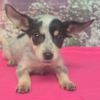 Caspian -  Chihuahua and Mixed Breed Dog for Adoption in Fort Collins, Colorado - Caspian | PetCurious