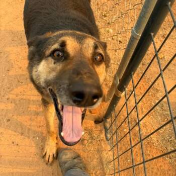 Enzo -  German Shepherd Dog Dog for Adoption - Enzo | PetCurious
