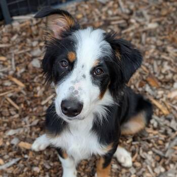Ziggy -  Australian Shepherd and Mixed Breed Dog for Adoption in Wappingers Falls, New York - Ziggy | PetCurious